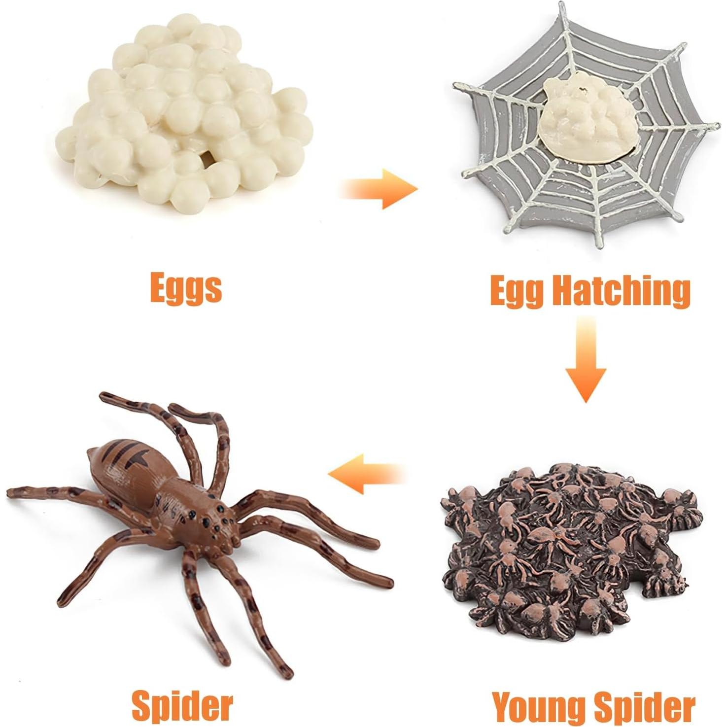 Figuras de Ciclo de Vida de Animales MIKNEKE - Araña y Tarjetas