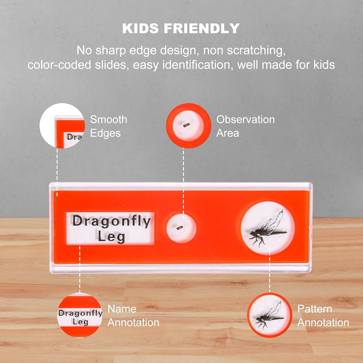 48 Portaobjetos de Microscopio Preparados DIY-SCIENCE EDU