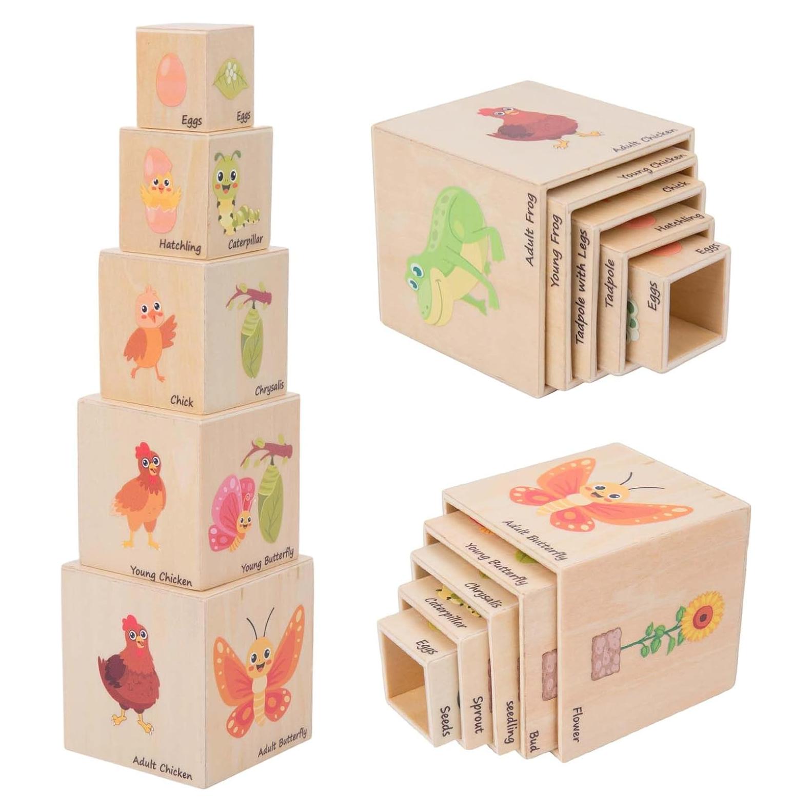 Juguetes Educativos de Ciclo de Vida Adena Montessori 5 Piezas