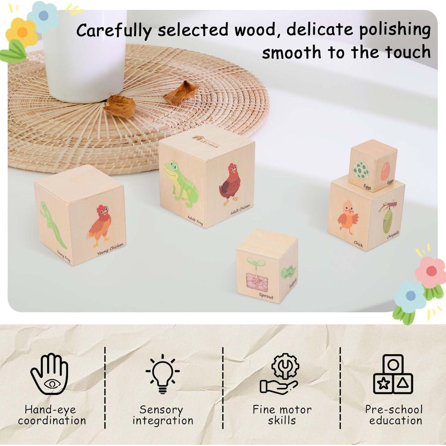 Juguetes Educativos de Ciclo de Vida Adena Montessori 5 Piezas