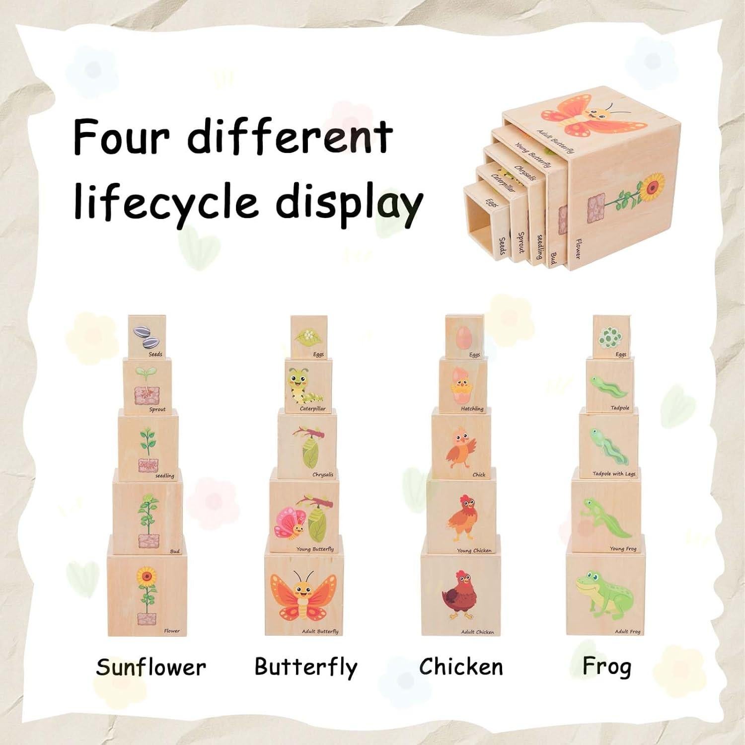 Juguetes Educativos de Ciclo de Vida Adena Montessori 5 Piezas