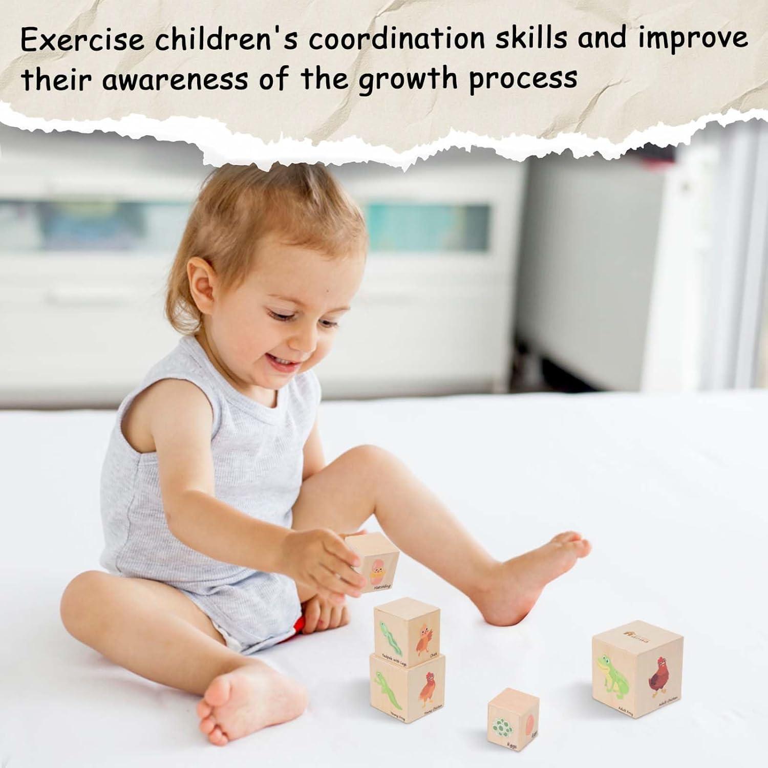 Juguetes Educativos de Ciclo de Vida Adena Montessori 5 Piezas