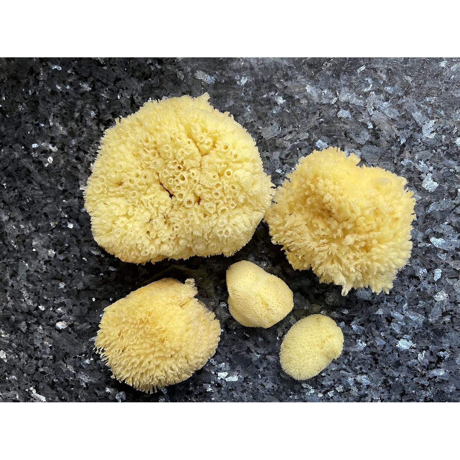 Esponjas Marinas Naturales Constantia Beauty - Set de 5 Piezas