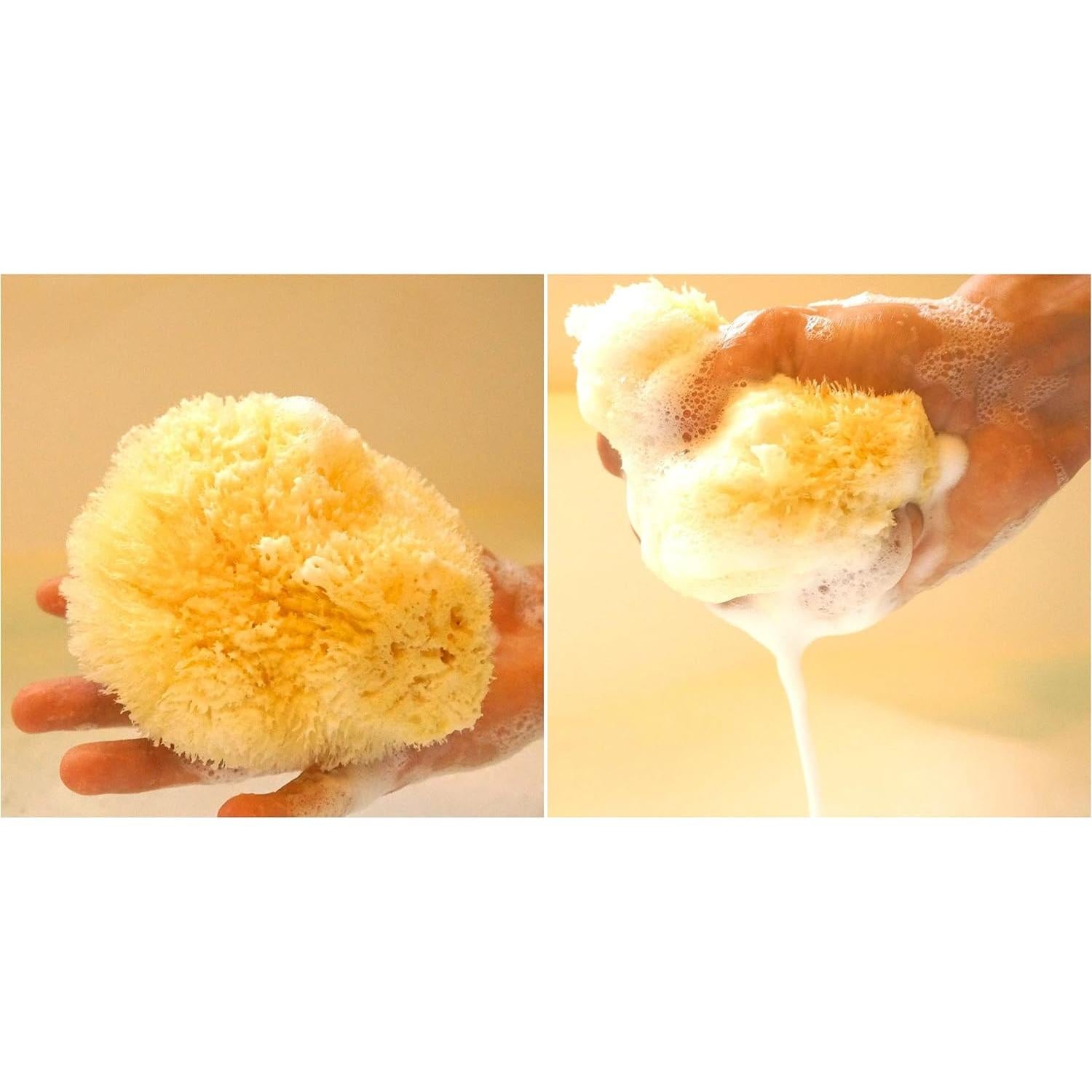 Esponja de Mar Natural Paradise Goods 12.7 cm Suave y Áspera