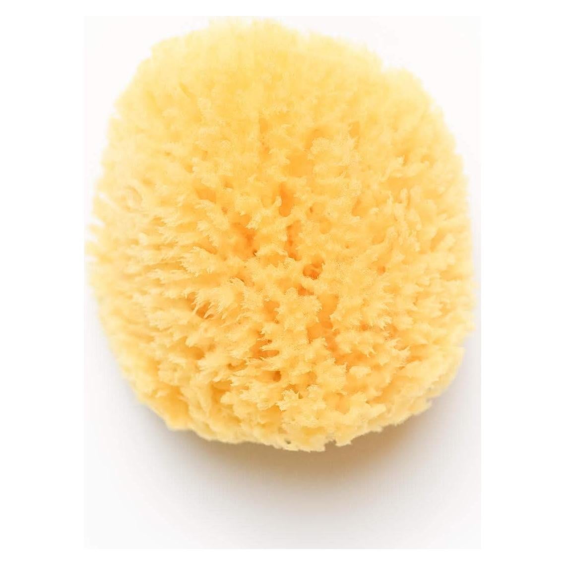 Esponja de Mar Natural Kyte Baby 10-13 cm Hipoalergénica