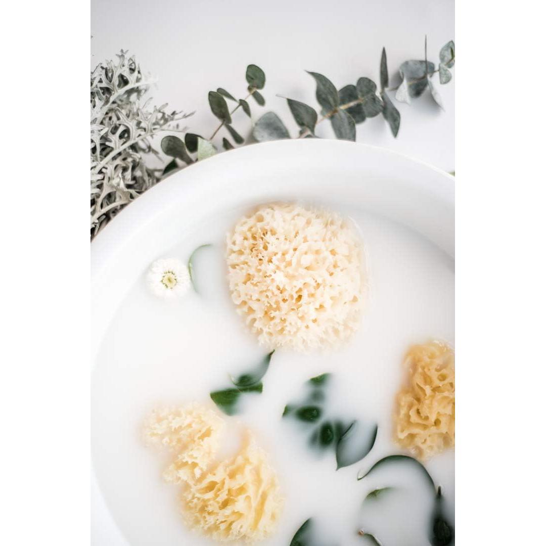 Esponja de Mar Natural Kyte Baby 10-13 cm Hipoalergénica