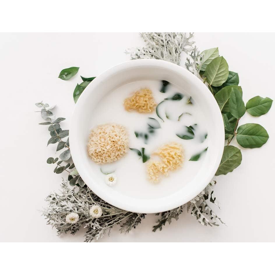 Esponja de Mar Natural Kyte Baby 10-13 cm Hipoalergénica