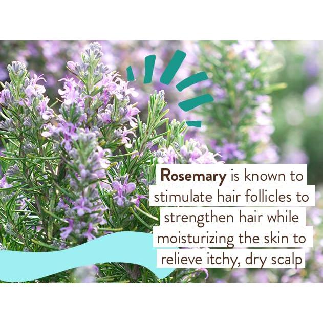 Babo Botanicals Baño de Burbuja y Champú Eucalipto 2-en-1 425g