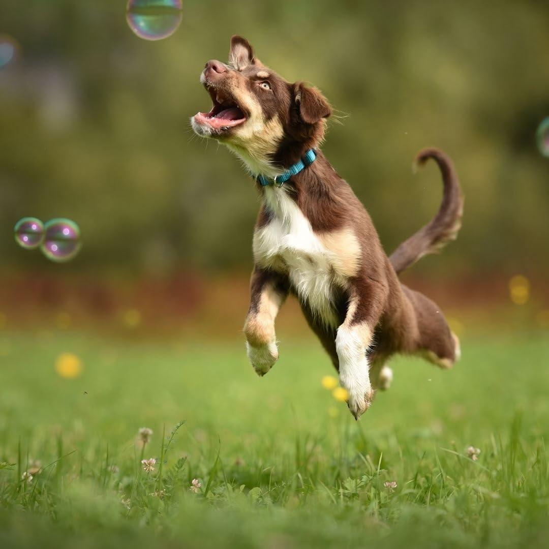 Jabón Burbujeante para Perros Burbujeante 280g Aroma Mantequilla