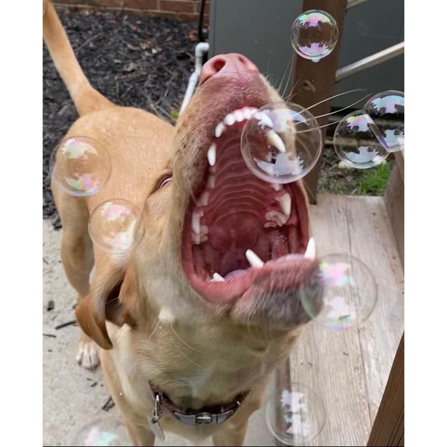 Jabón Burbujeante para Perros Burbujeante 280g Aroma Mantequilla