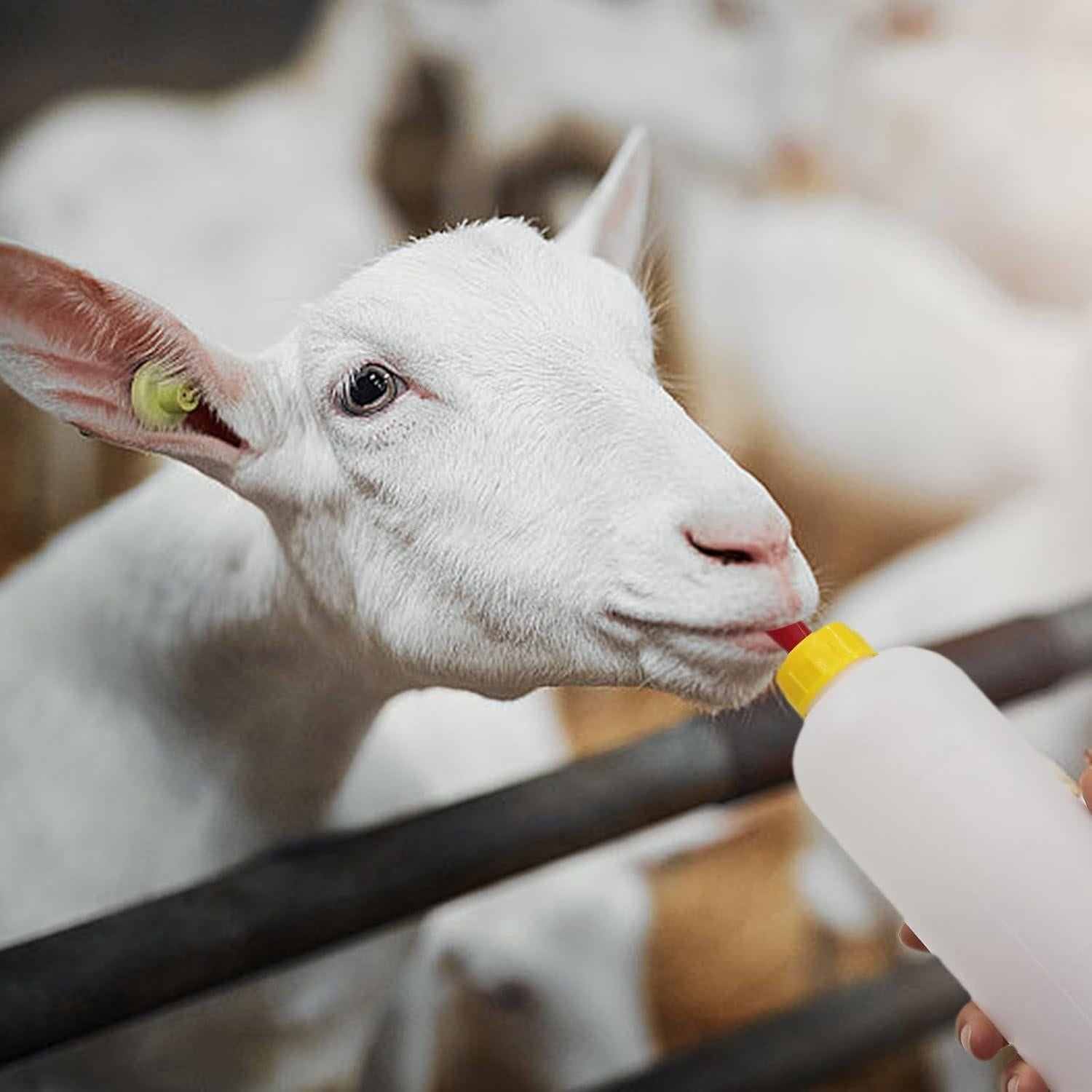 Set de 2 Botellas de Alimentación 500ml + 10 Chupetes para Ganado