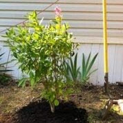 Macetas Bio-D 3-Pack 2 Galones Tela Biodegradable 7.57L