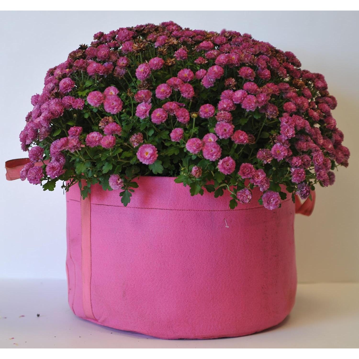 Bolsas de Cultivo Enroot 5-Pack 11.36L Tela Rosa Duraderas