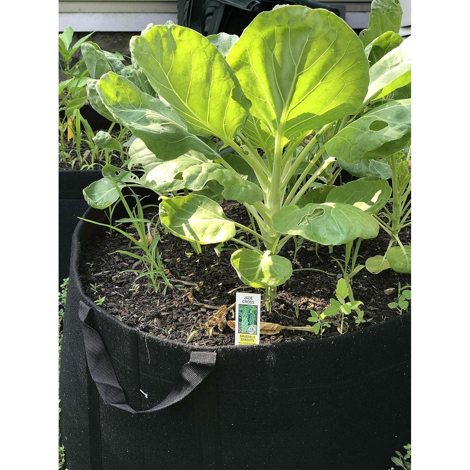 Bolsas de Cultivo Enroot 5-Pack 11.36L Tela Rosa Duraderas