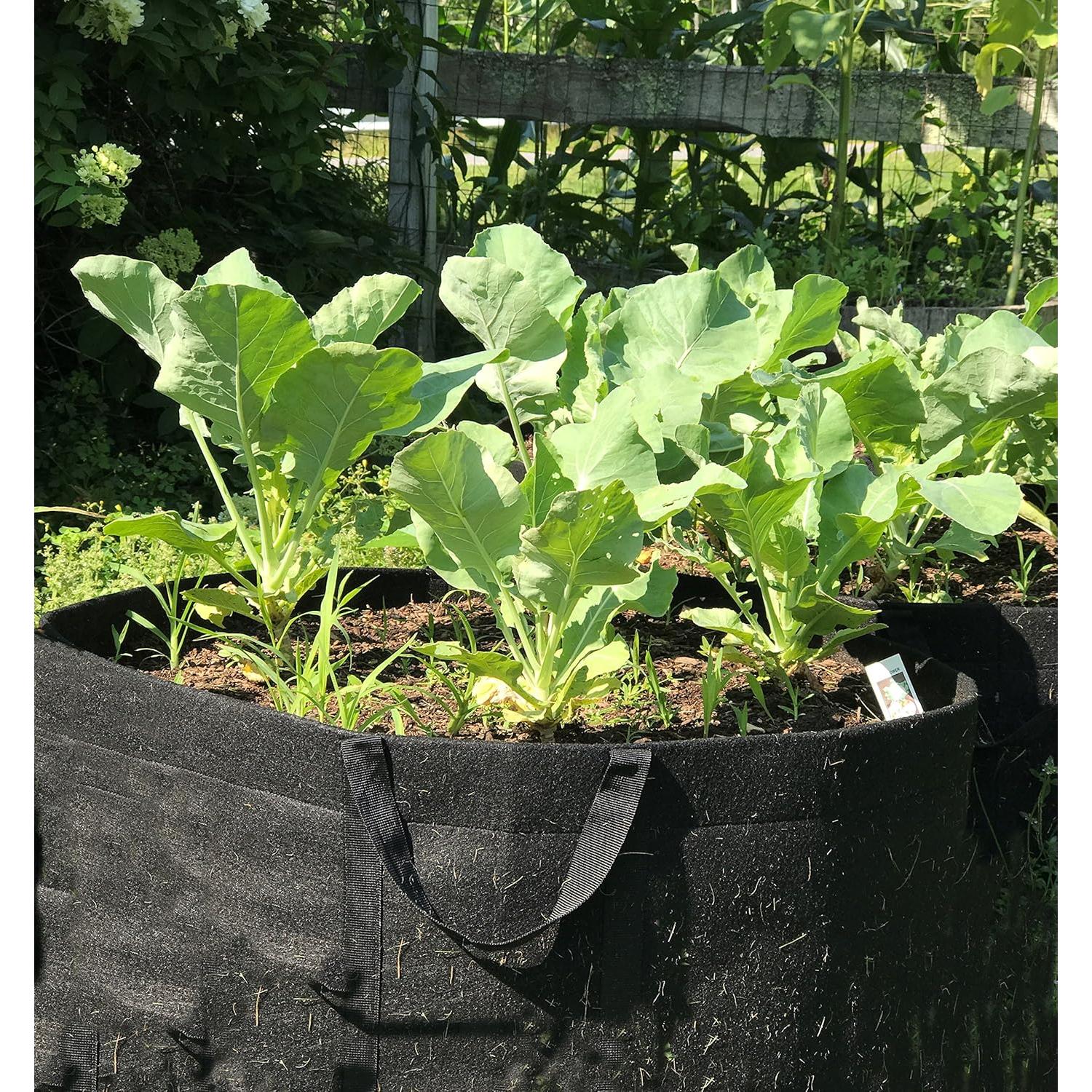 Bolsas de Cultivo Enroot 5-Pack 11.36L Tela Rosa Duraderas