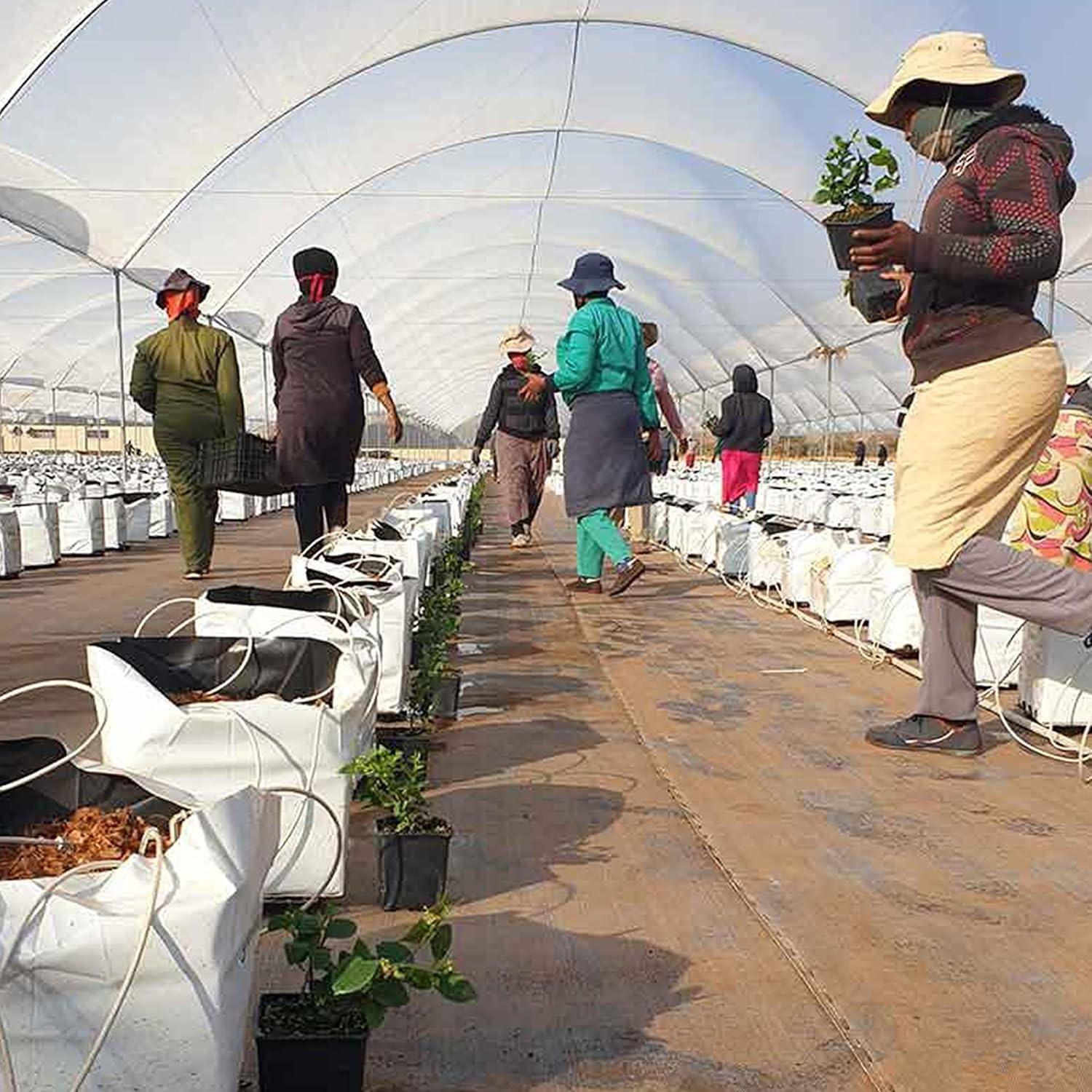 Macetas de Crecimiento Polietileno TEXALAN 3 Galones 50 Piezas