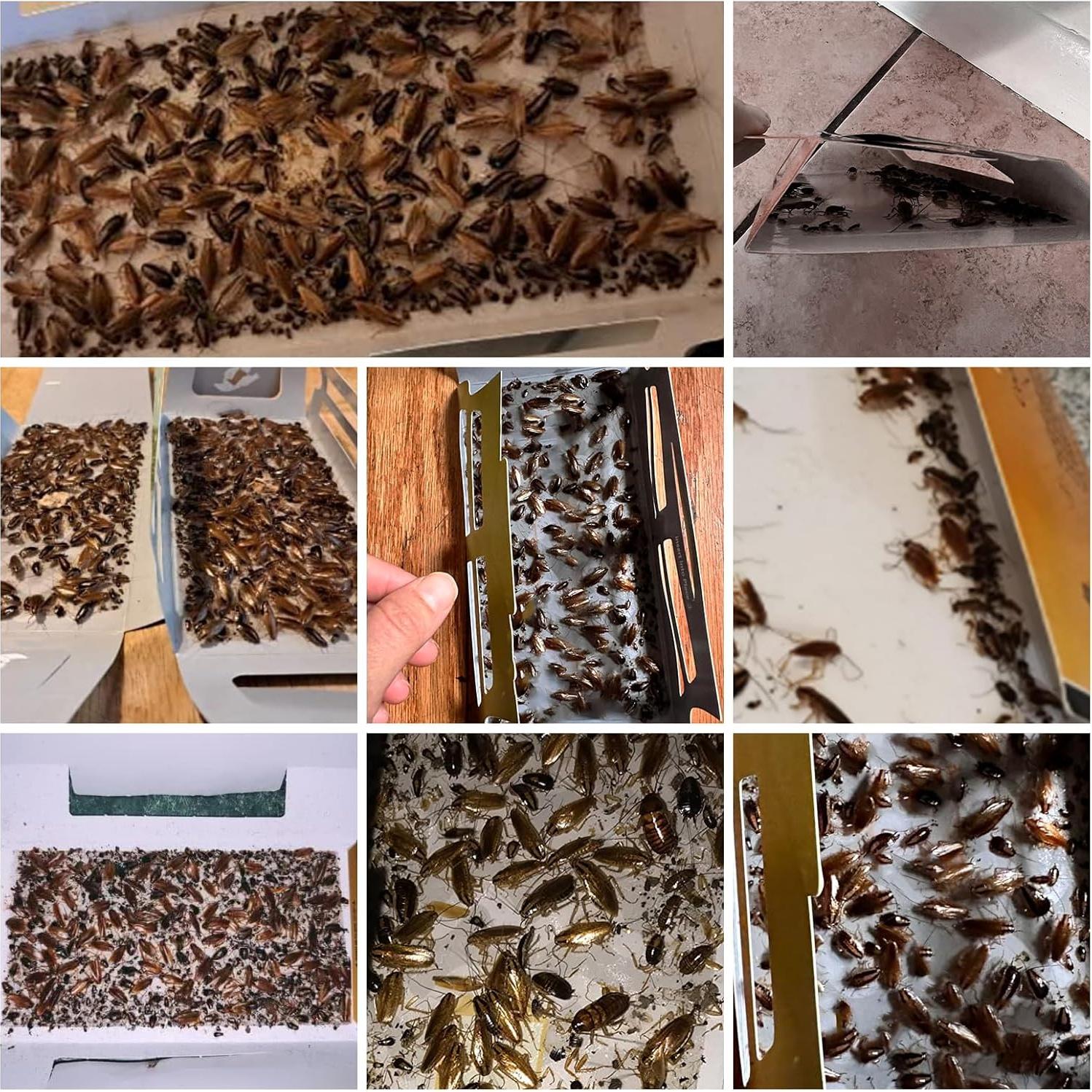 Trampas para Cucarachas USKICH - Paquete de 20 Unidades Ecológicas