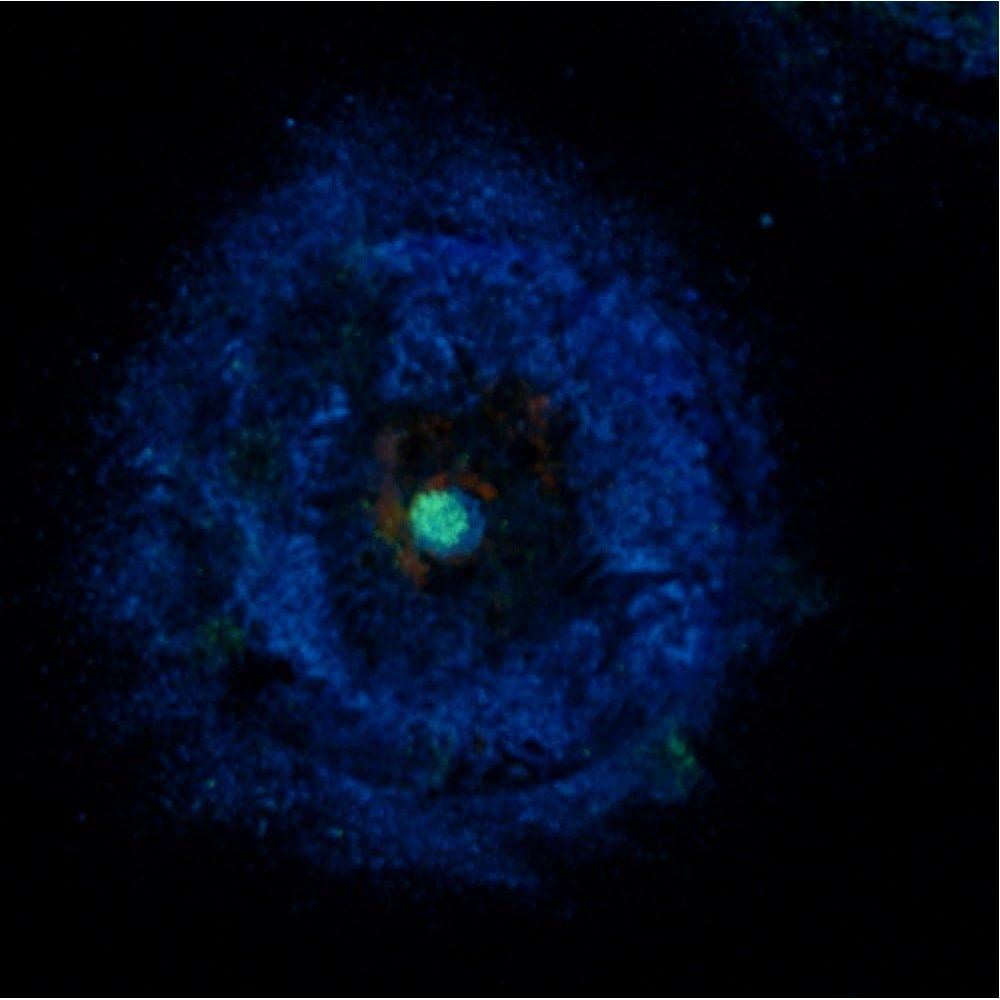 Pintura Acrílica Brillante Glomania Lila 113g Brilla en la Oscuridad