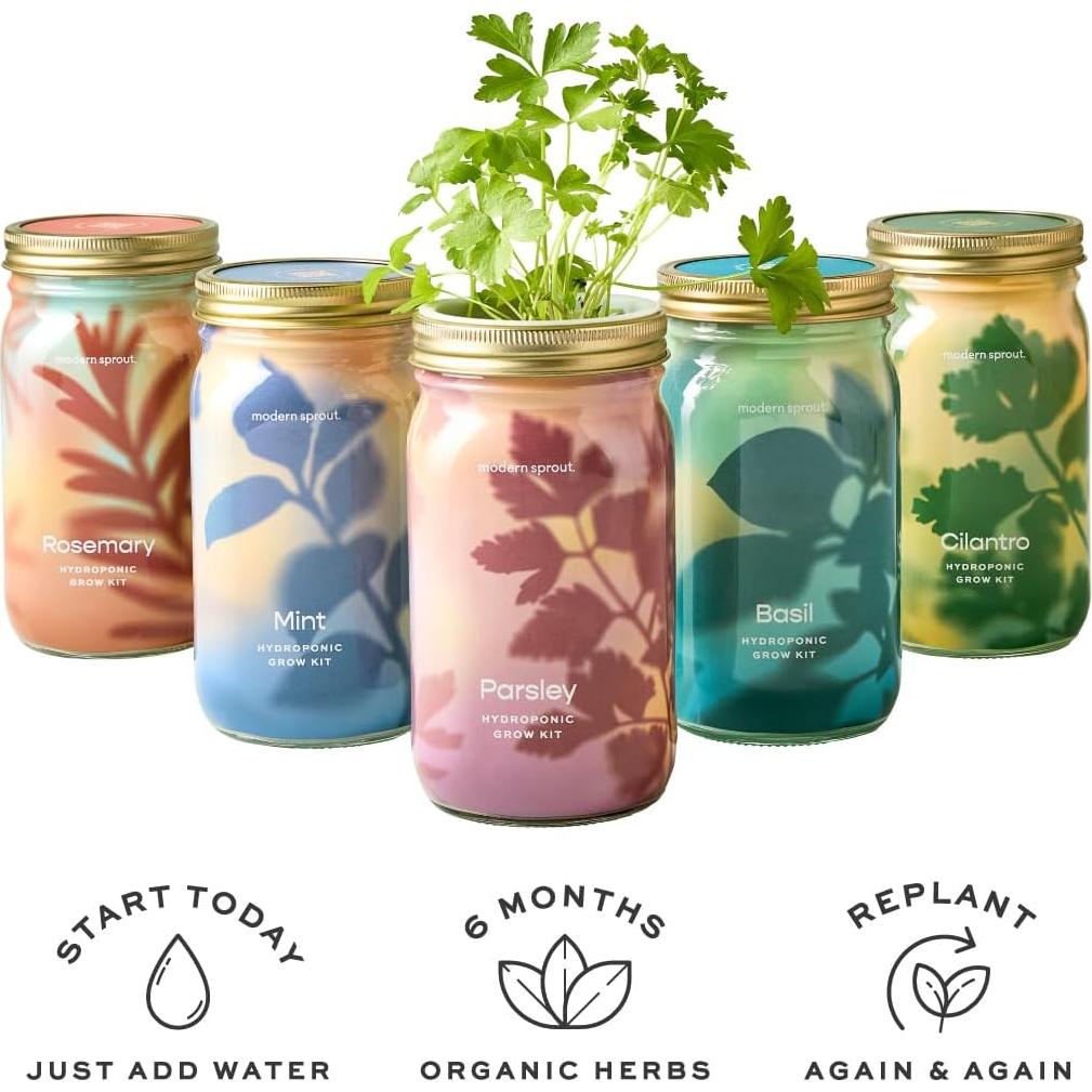 Kit de Cultivo Hidropónico Modern Sprout - Tarro Jardín Albahaca y Cilantro