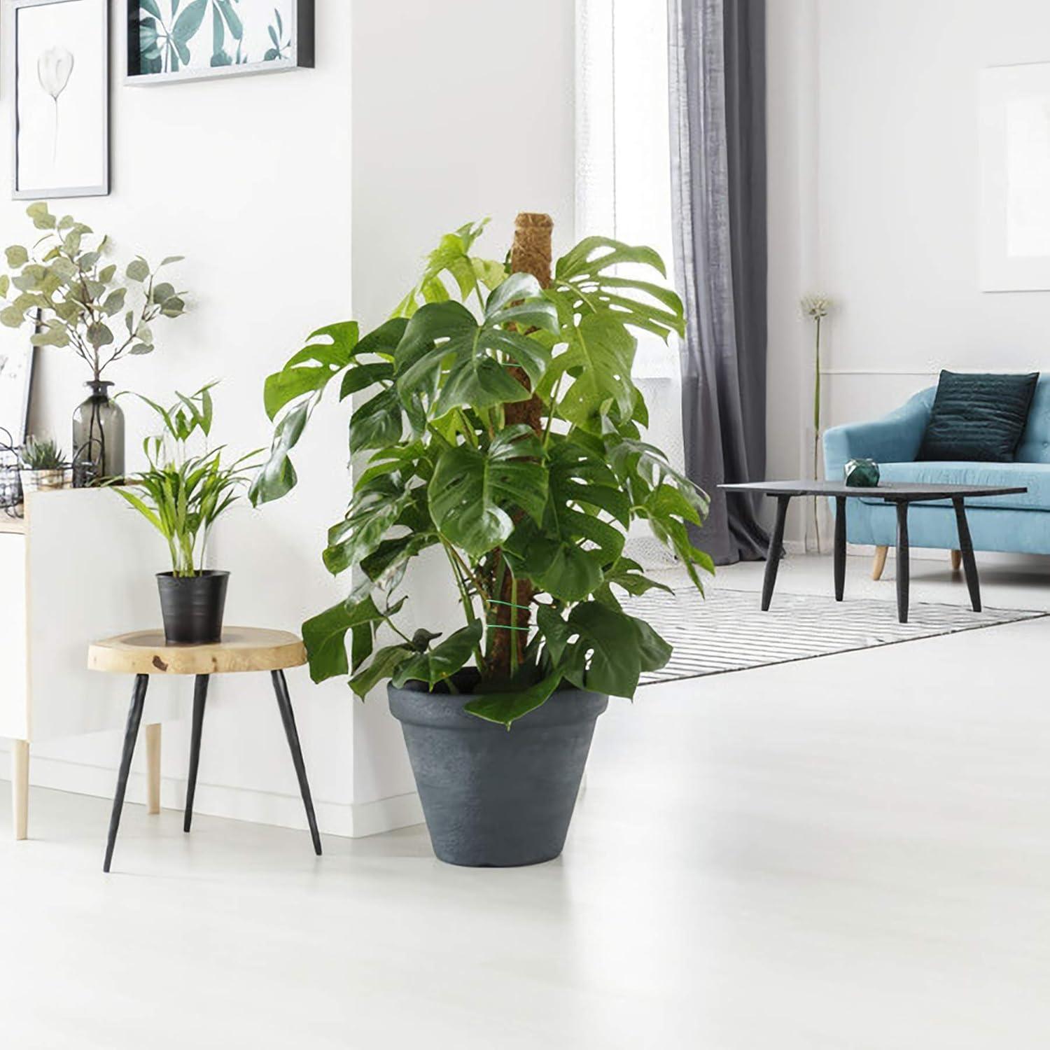 Poste de Musgo Augshy 50.8 cm Soporte para Plantas Trepadoras