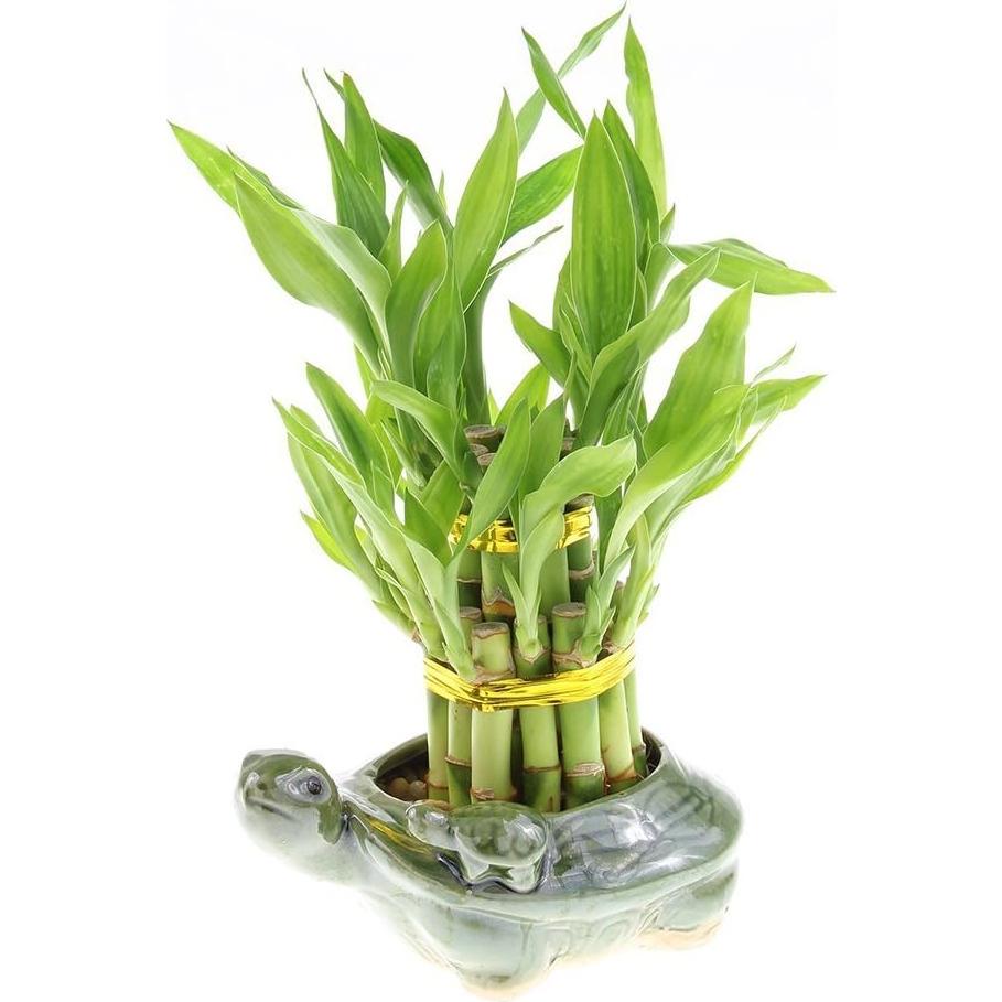 Jarrón de Cerámica Tortuga Verde JM Bamboo 7.6 cm