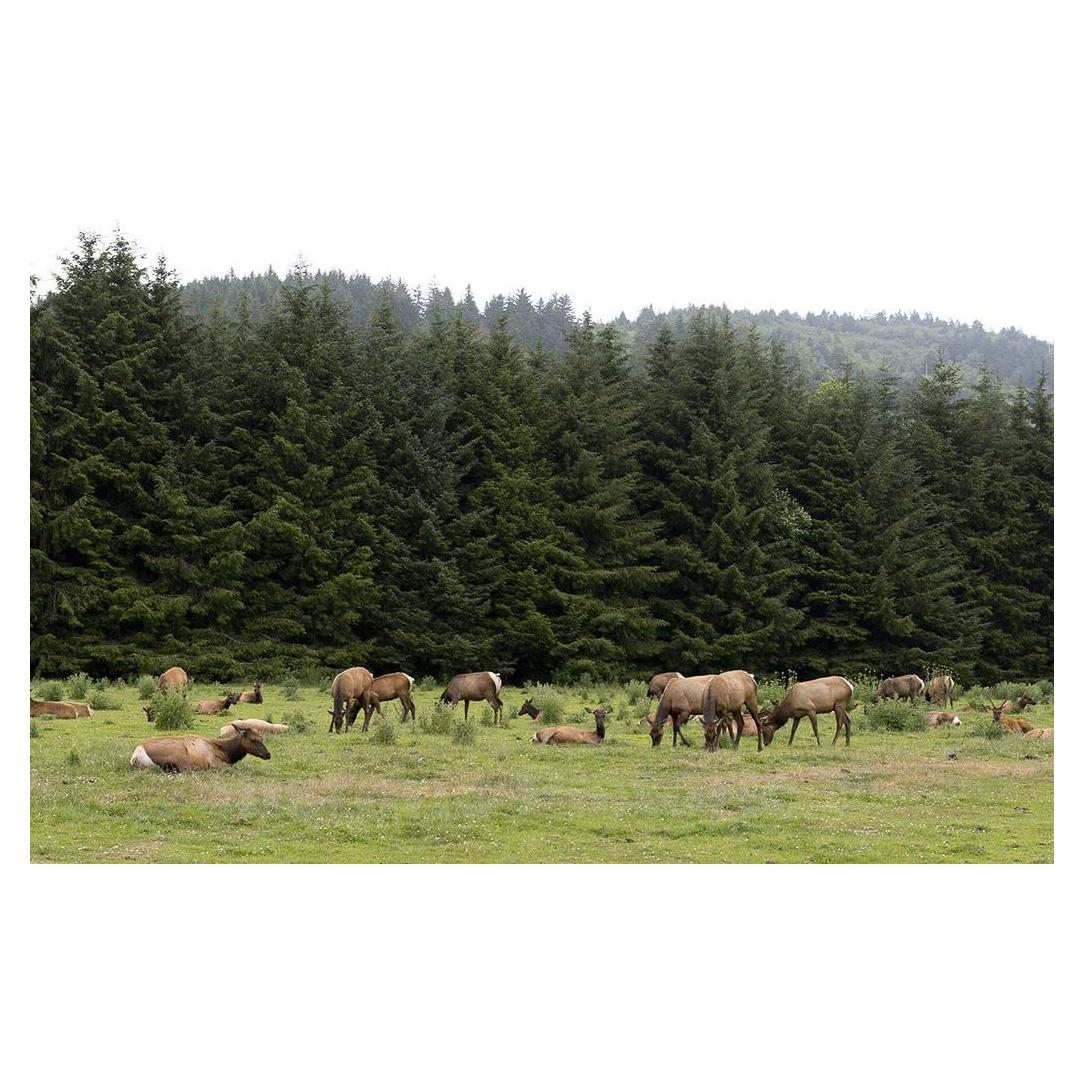 Reproducción Fotográfica Orick CA - Alces Roosevelt 61x41cm