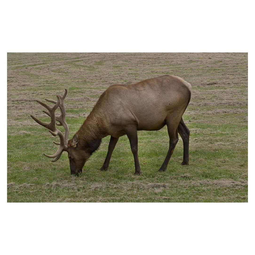 Reproducción Fotográfica Orick CA - Alces Roosevelt 61x41cm