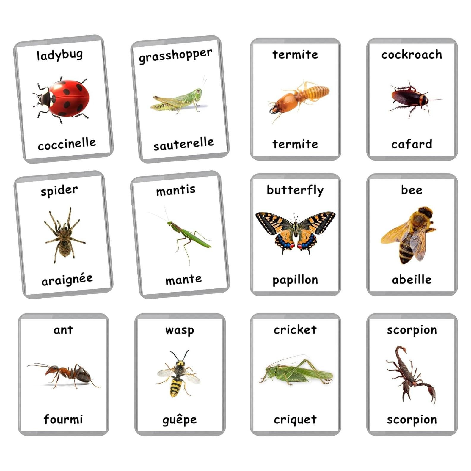 Tarjetas de Flash de Insectos LifeLoLo | 28 Laminadas Bilingües