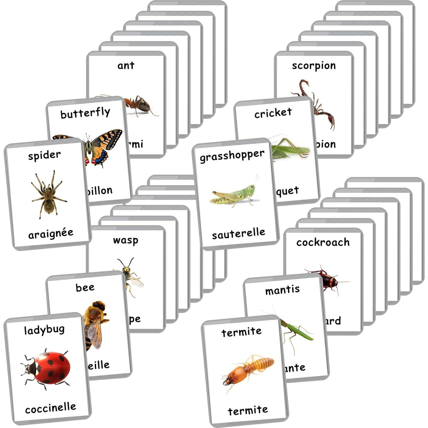 Tarjetas de Flash de Insectos LifeLoLo | 28 Laminadas Bilingües