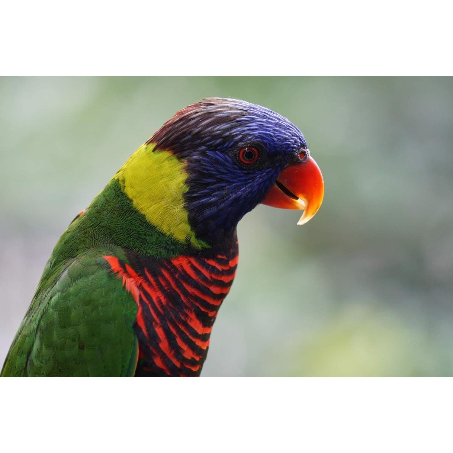 Lente Zoom Sony E 55-210mm F4.5-6.3 OSS Negro