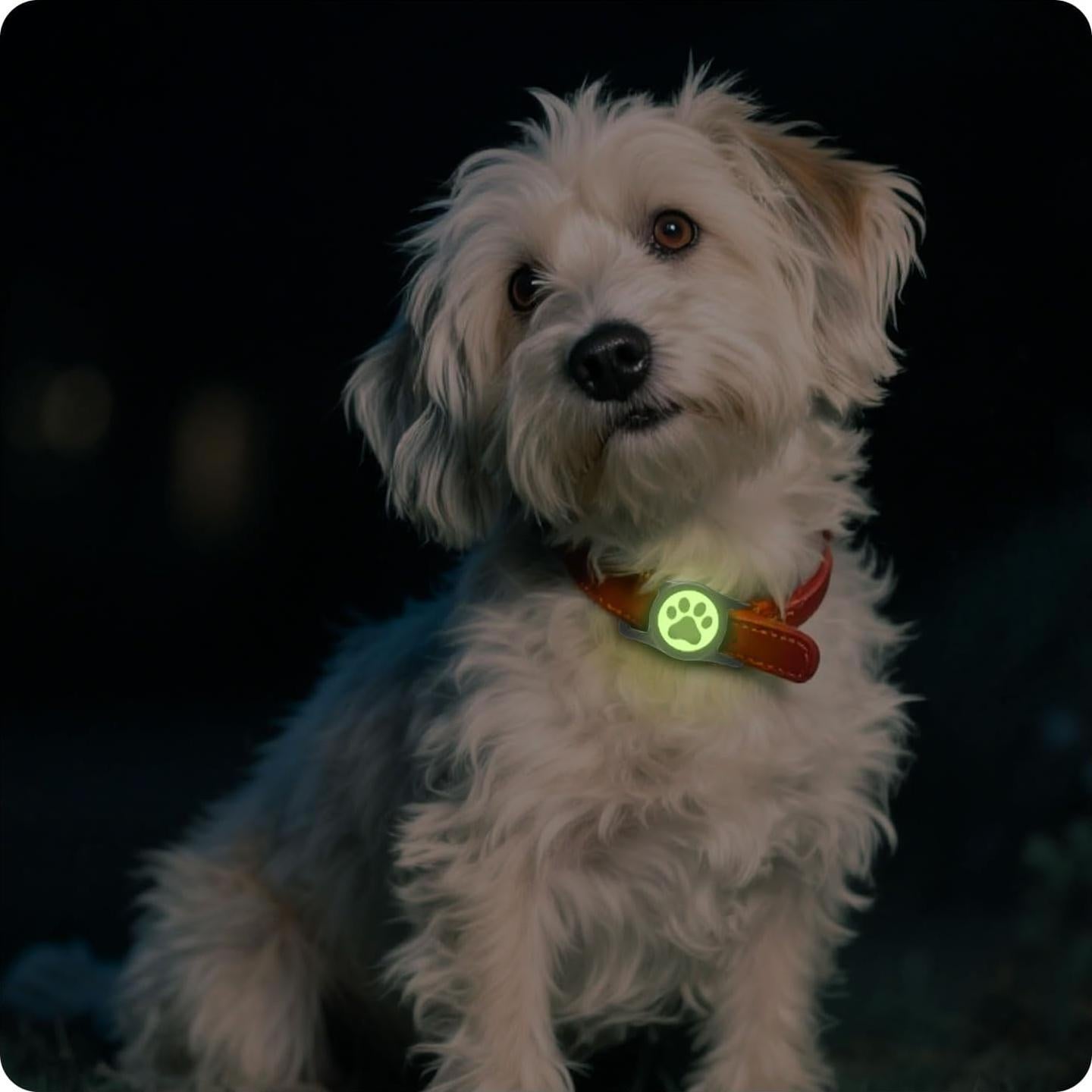 Soporte para AirTag de Collar de Perro QRTagLab Impermeable