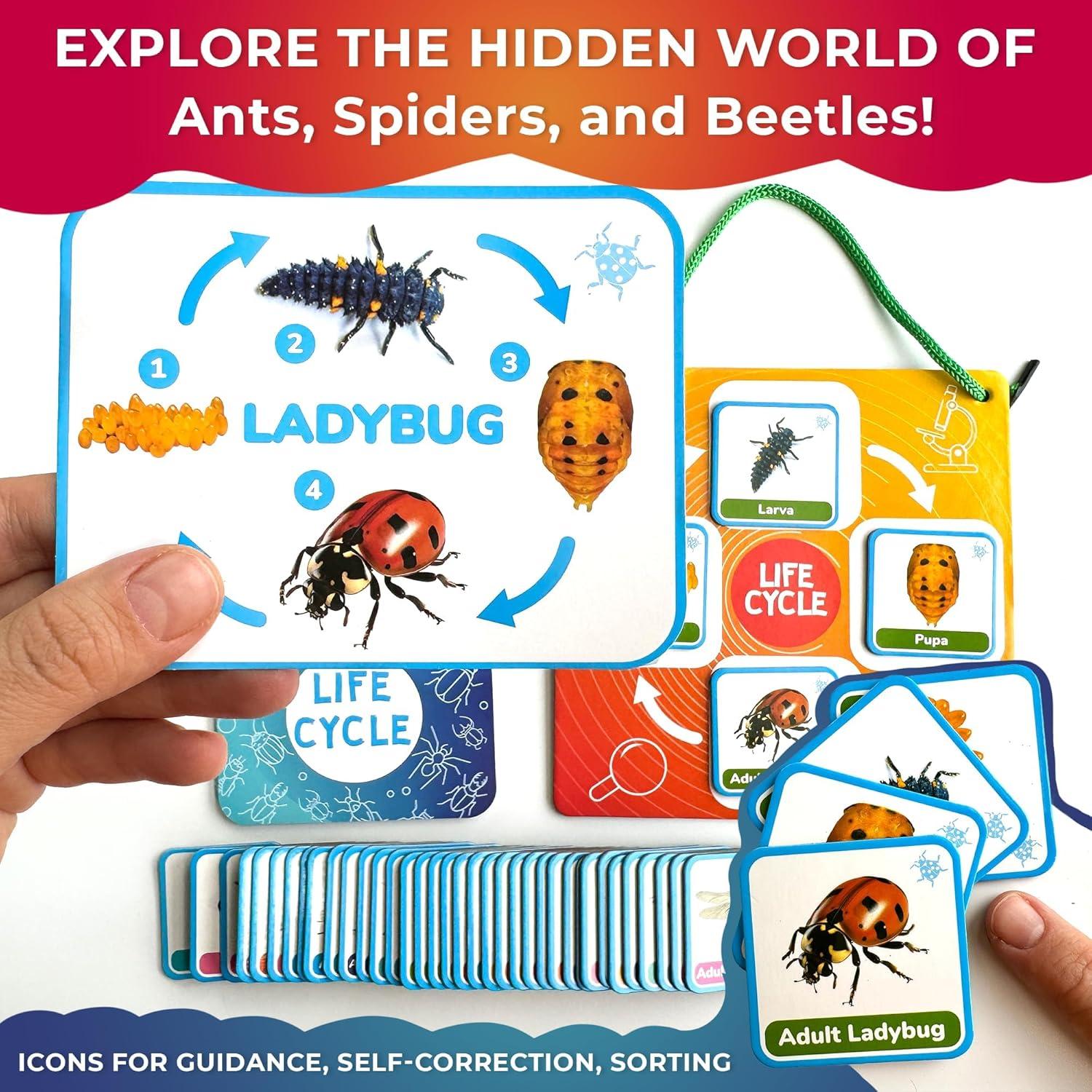 Kit Magnético de Ciclo de Vida QUOKKA - 120 Tarjetas Educativas