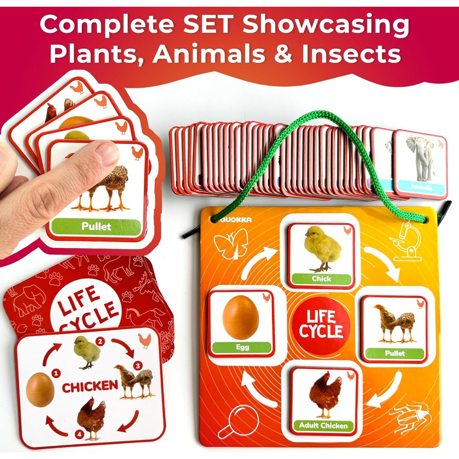 Kit Magnético de Ciclo de Vida QUOKKA - 120 Tarjetas Educativas