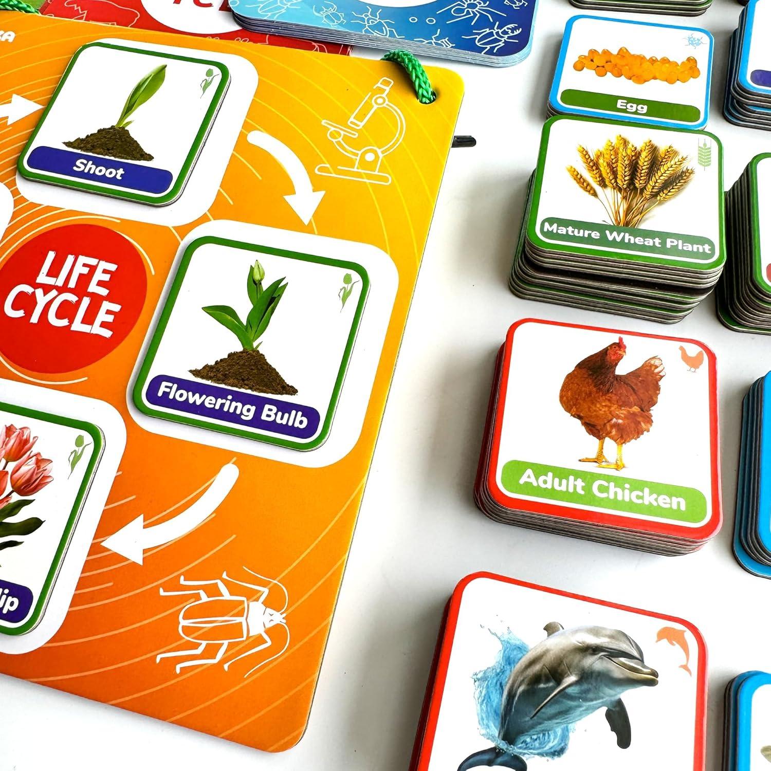 Kit Magnético de Ciclo de Vida QUOKKA - 120 Tarjetas Educativas