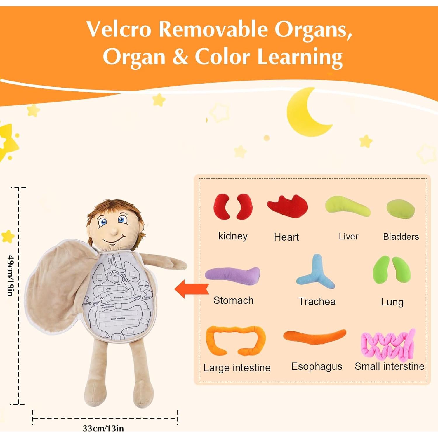Juguete de Anatomía del Cuerpo Humano Vocheer 50x34 cm