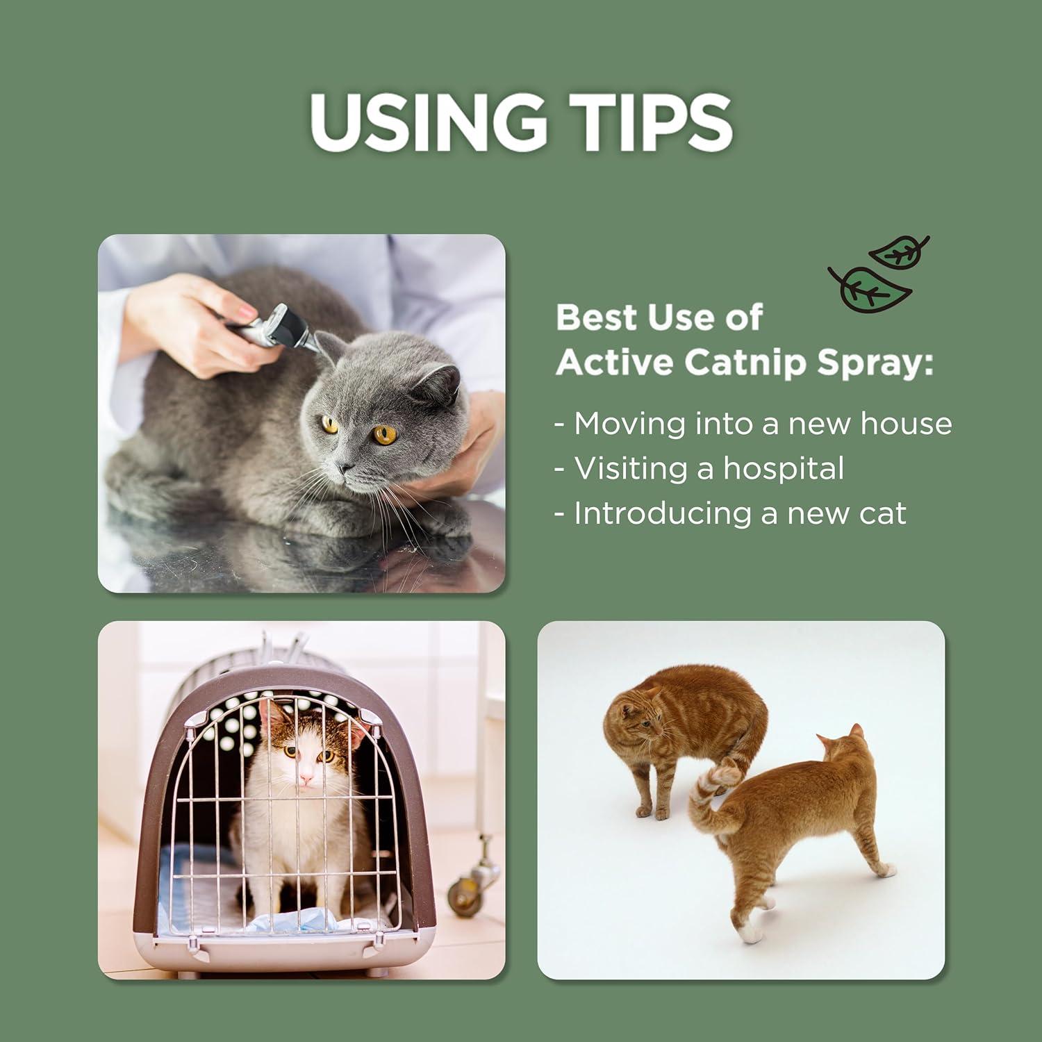 Spray de Catnip Orgánico JAYU PET 29.57 ml - Alivia Estrés Gatos