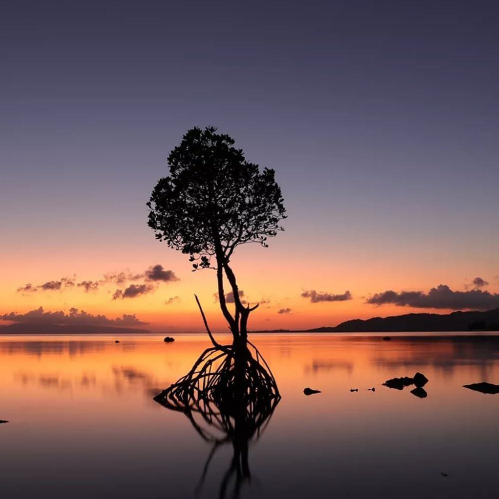 Canon EOS R50 Mirrorless Camera (Black) with RF-S 18-45mm F4.5-6.3 is STM Lens 5811C012 Bundle with Deco Gear Photography Bag + 2 x Battery + 2 x 64GB Memory Cards + Accessories Kit