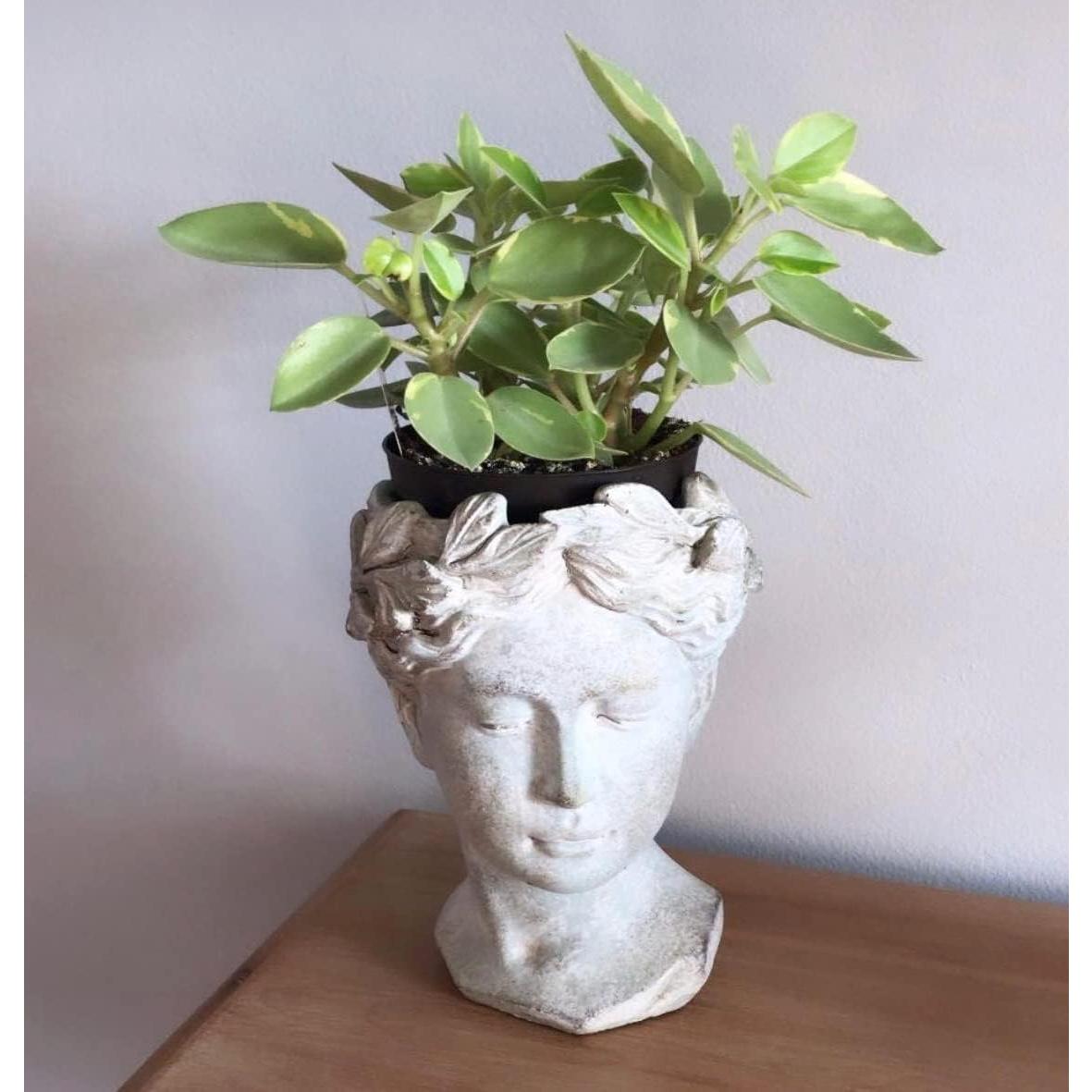 Macetero de Cemento Estilo Griego Romano Distinctive Designs 23cm