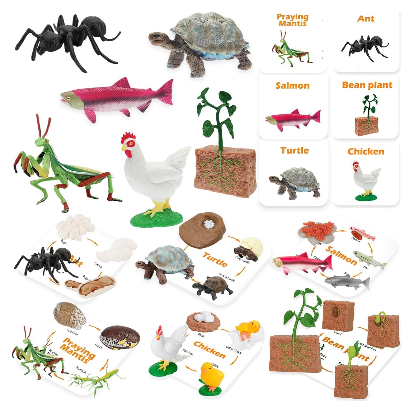 Figuras de Ciclo de Vida Montessori MIKNEKE - 6 Animales