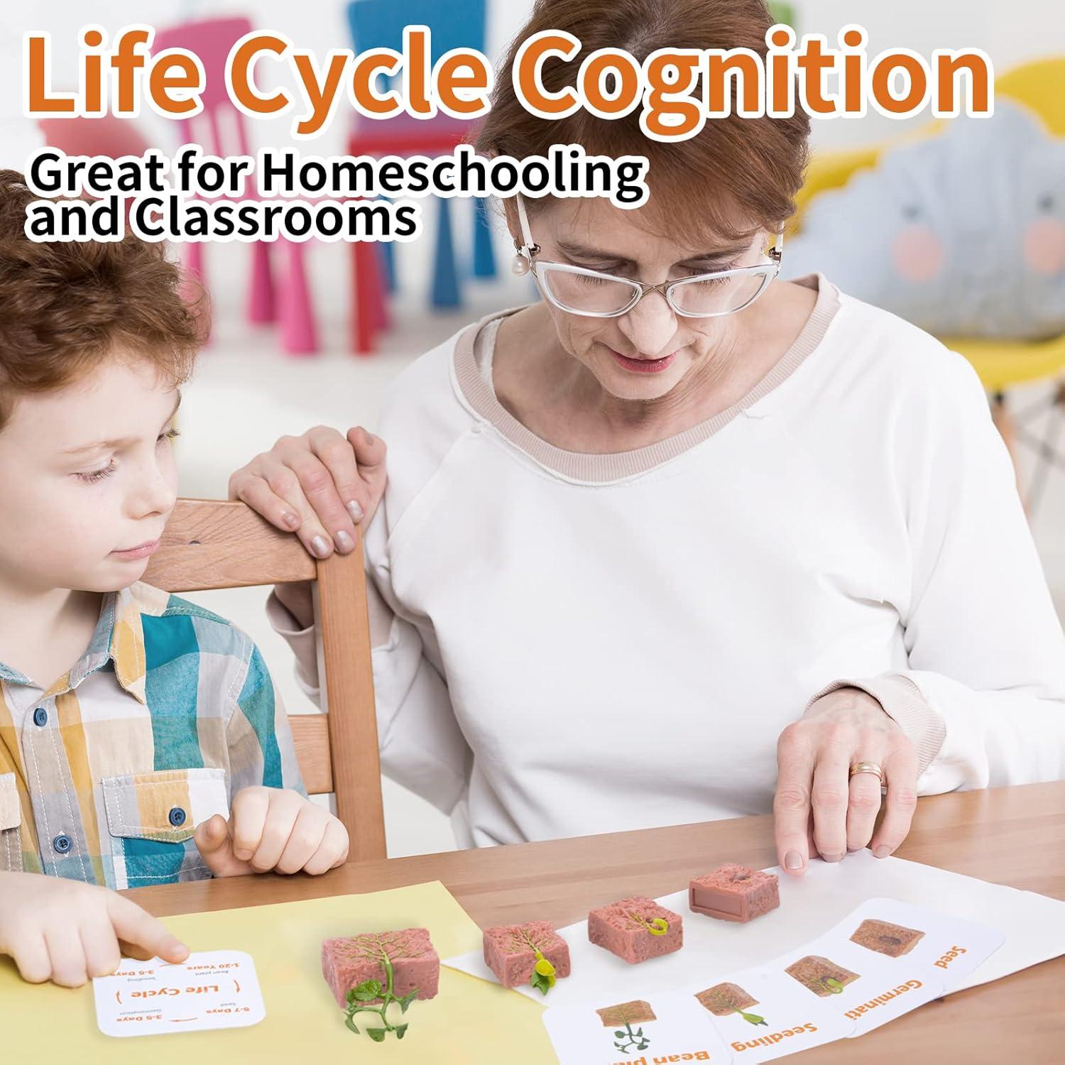 Figuras de Ciclo de Vida Montessori MIKNEKE - 6 Animales