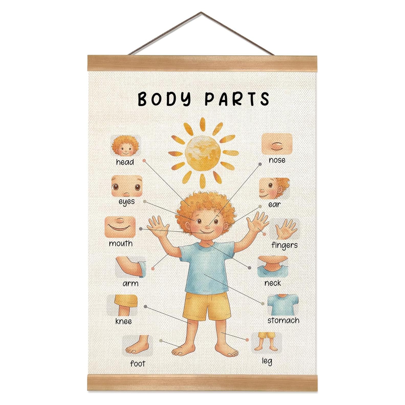 Póster Educativo de Partes del Cuerpo ZTGDA 30x40 cm