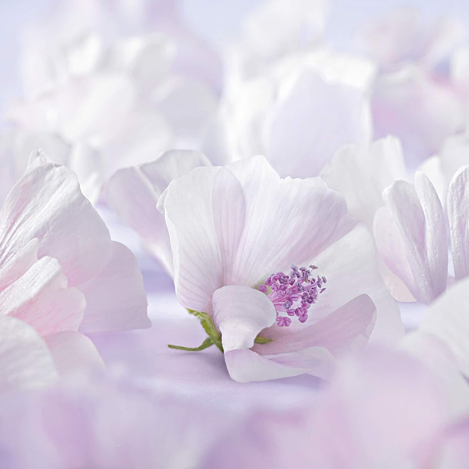 Crema para Pañales Weleda Baby White Mallow 50 ml Sin Fragancia