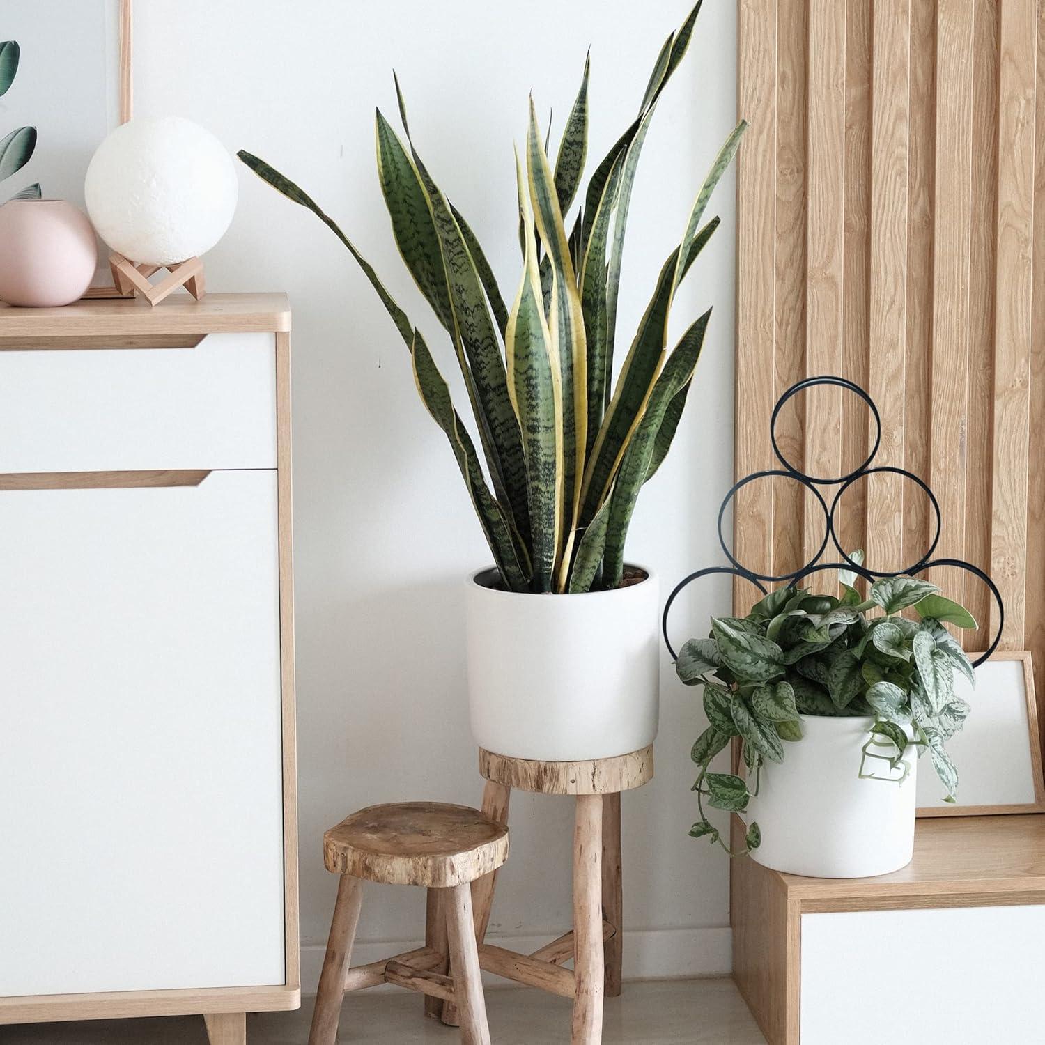 Trellis para Plantas LONCHDAN 40 cm Soporte Jardín 3 Piezas