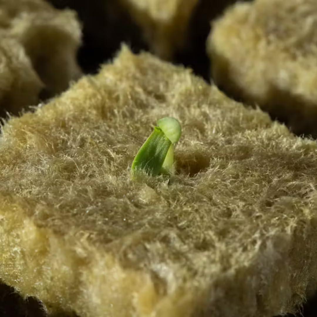 Grodan A-OK Tapones de Rockwool 1.5" - 98 Unidades para Hidroponía