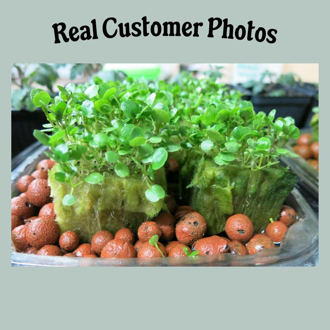 Grodan A-OK Tapones de Rockwool 1.5" - 98 Unidades para Hidroponía