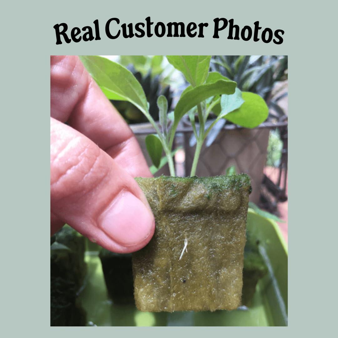 Grodan A-OK Tapones de Rockwool 1.5" - 98 Unidades para Hidroponía