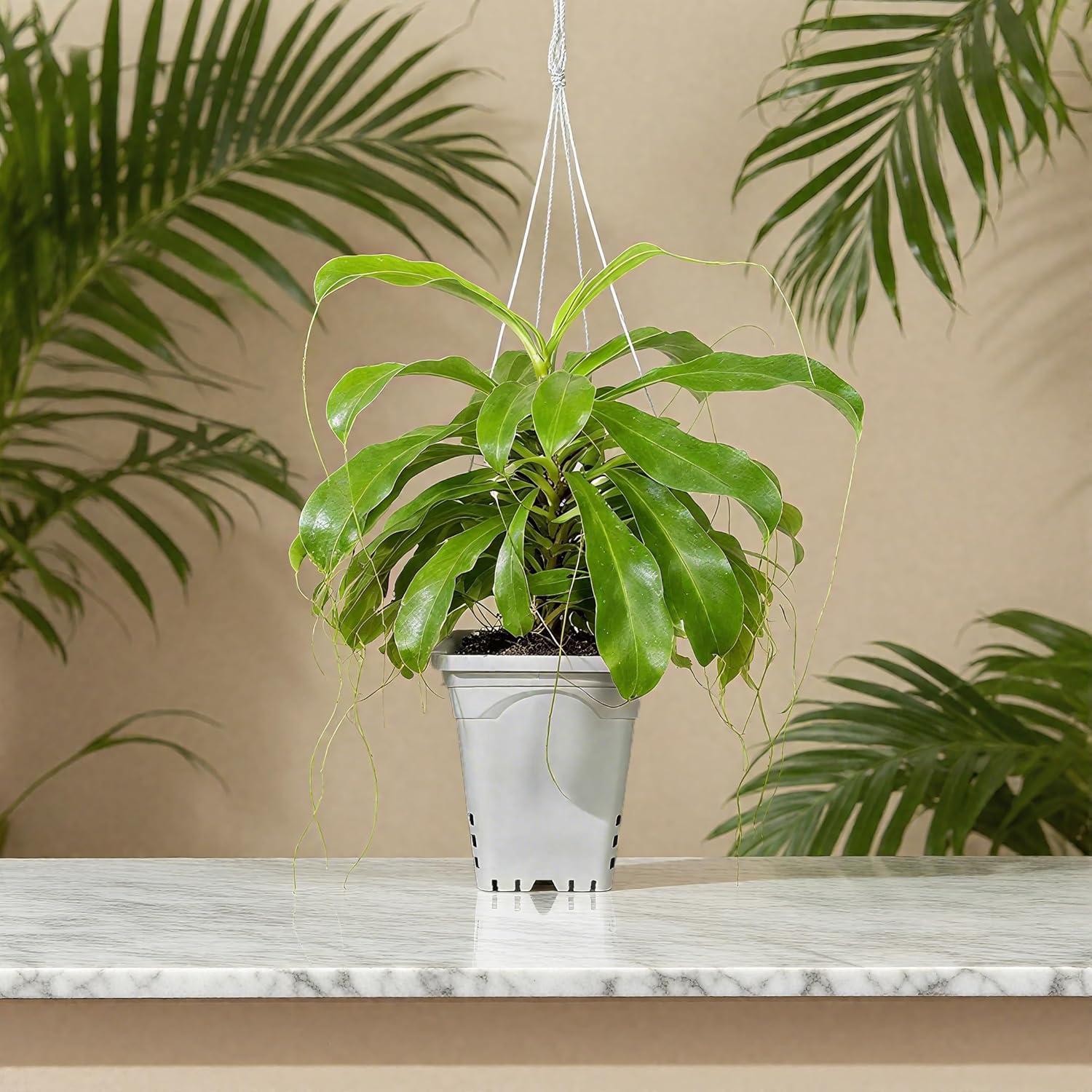 Maceta Cuadrada Gyfofix Gris-Blanco 25.4 cm con Drenaje