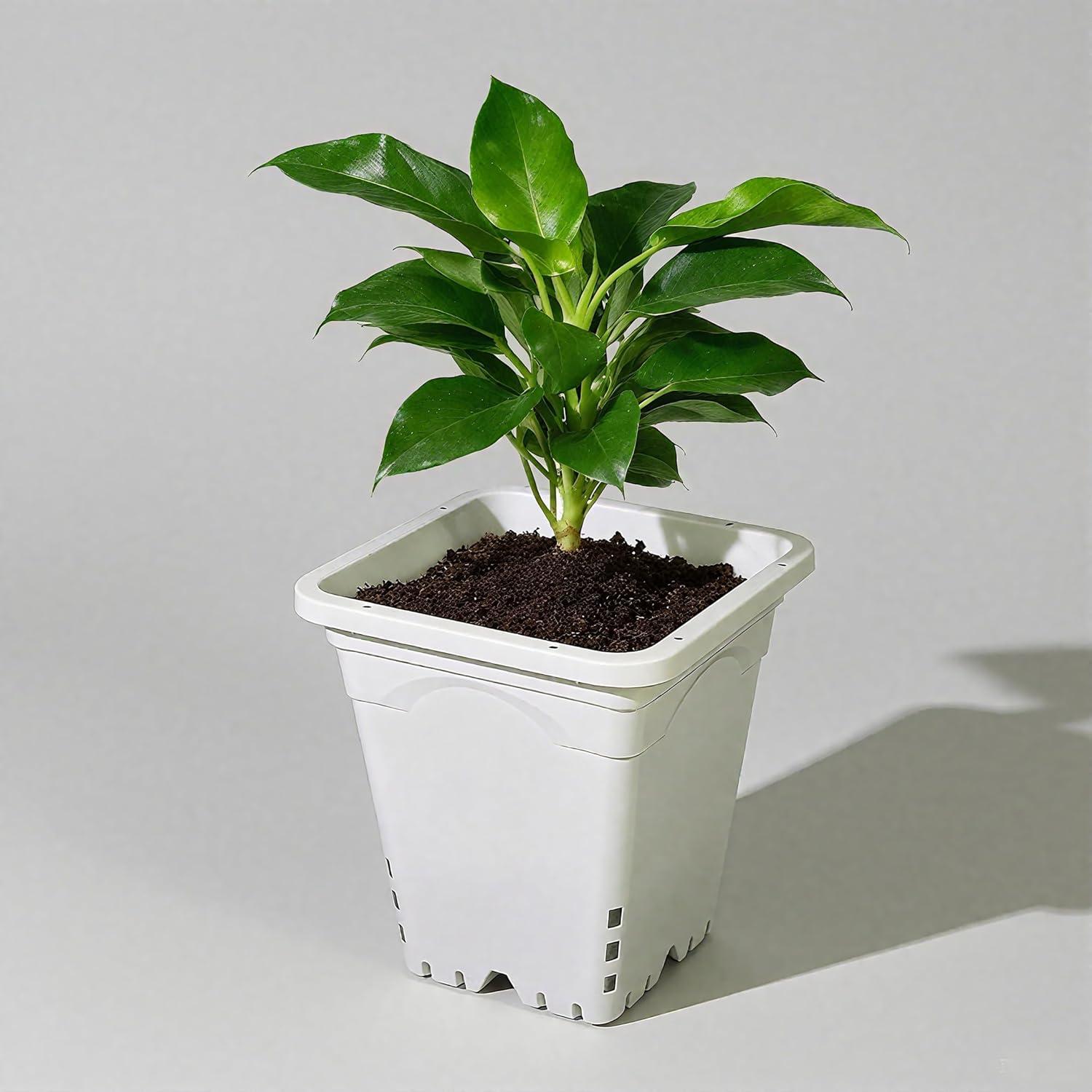 Maceta Cuadrada Gyfofix Gris-Blanco 25.4 cm con Drenaje