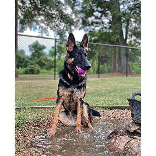 Pelotas Chew King para Perros 6.35 cm Caucho Natural 8 Unidades