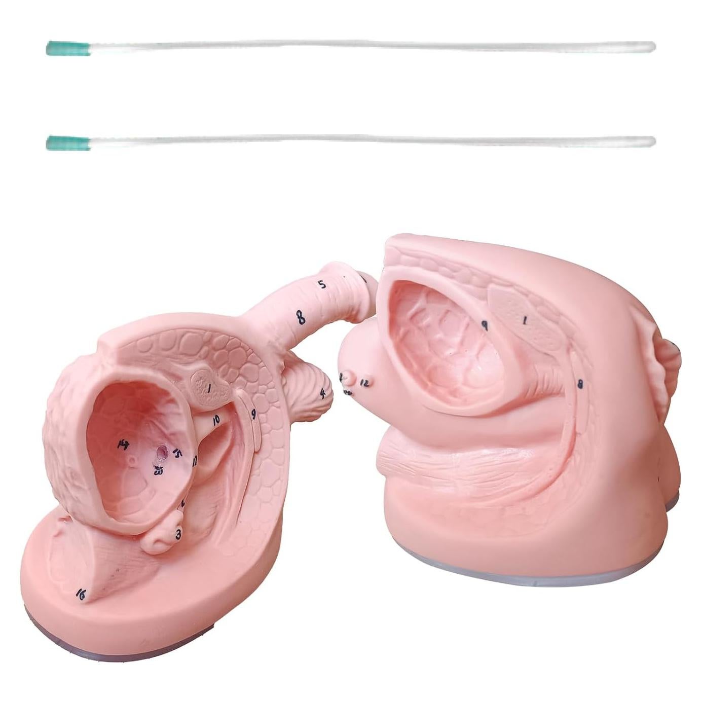 Modelo de Cateterismo Urinario Masculino y Femenino PVC 20x15 cm